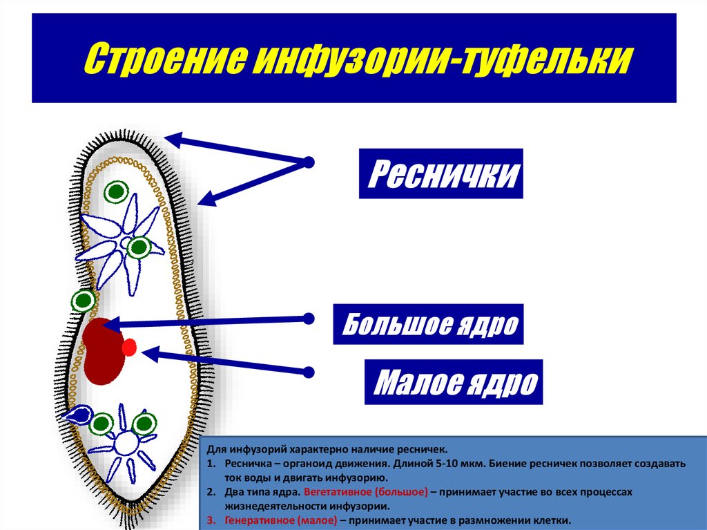 Инфузория туфелька какой органоид