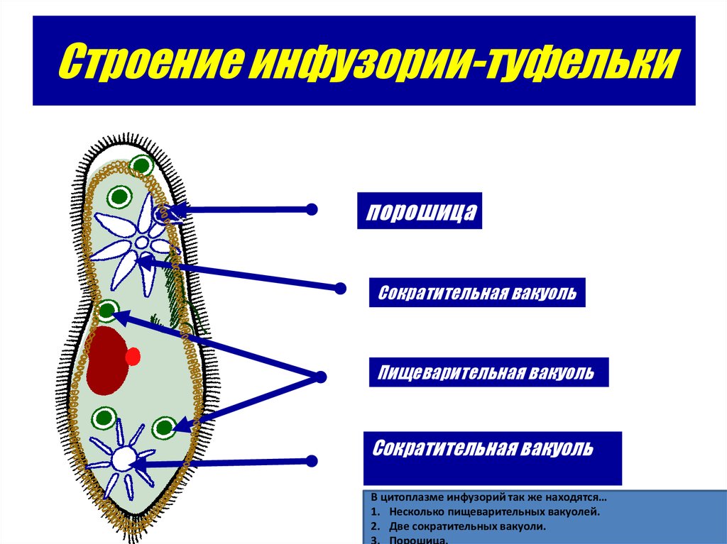 На рисунке сократительная вакуоль у инфузории туфельки обозначена цифрой