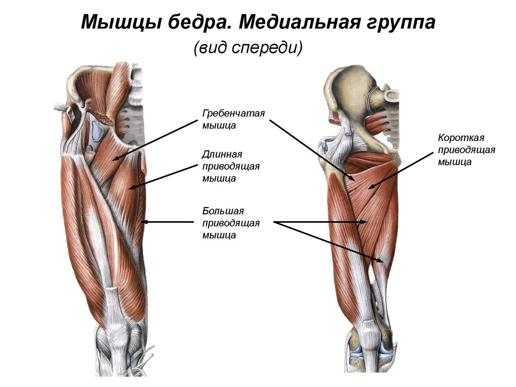 Приводящие латынь. Медиальная группа мышц бедра. Мышцы бедер пмедиальная група. Задняя группа мышц бедра анатомия. Мышцы внутренней поверхности бедра анатомия.