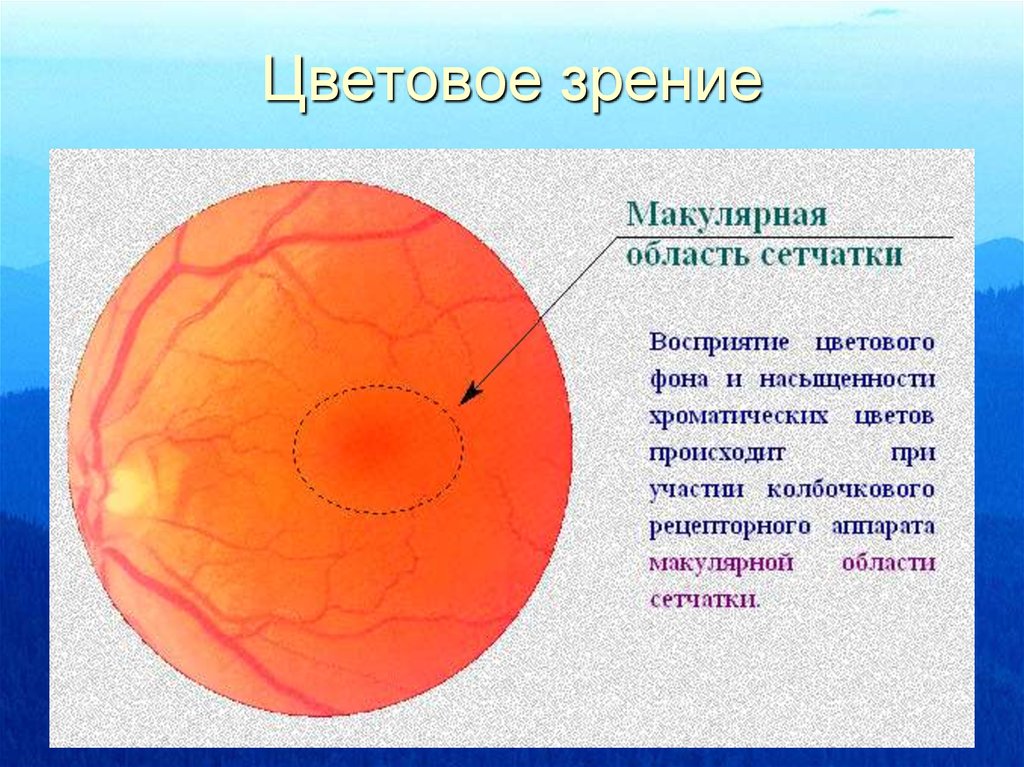 Отметьте один вариант ответа расположено впереди сетчатки