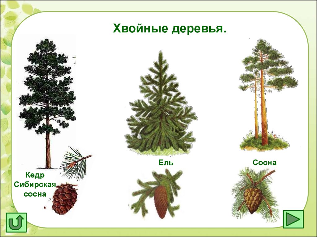 Толстое и тонкое дерево картинки для детей