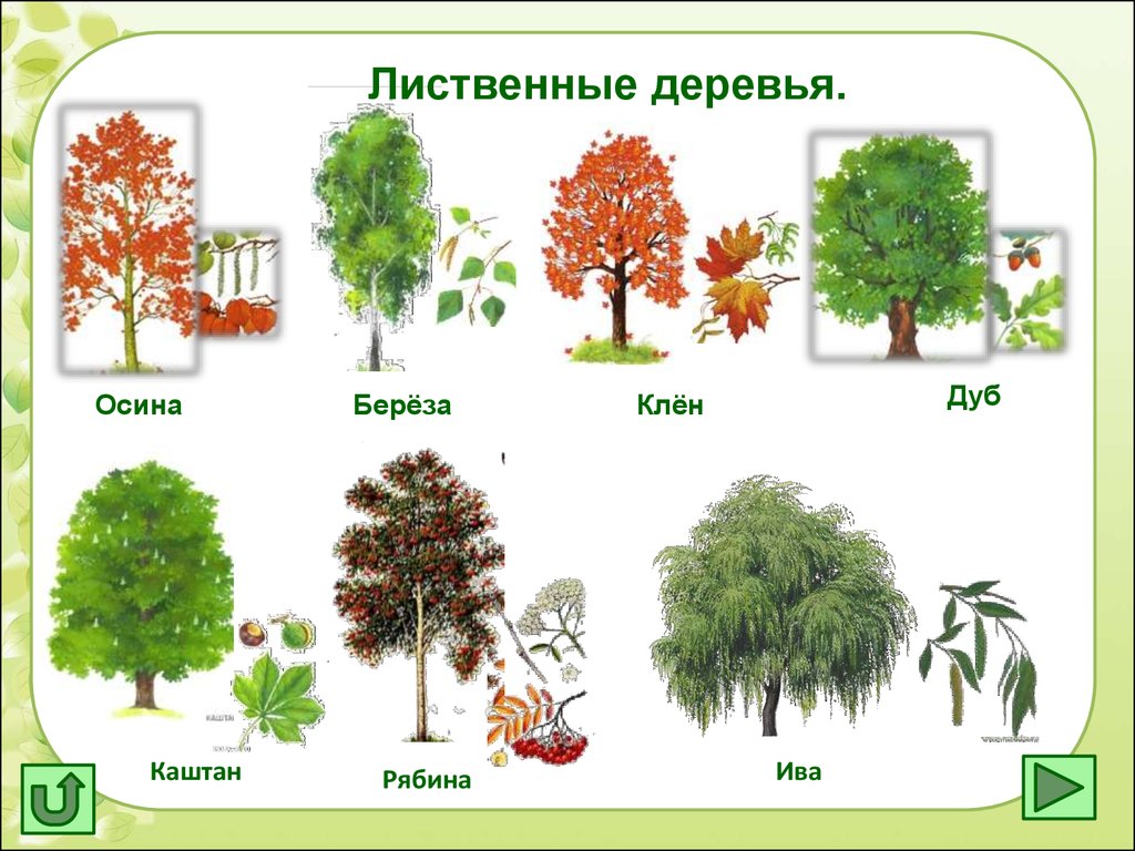 Деревья фото с названиями и описанием