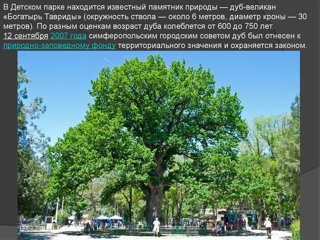 Симферополь детский парк дуб