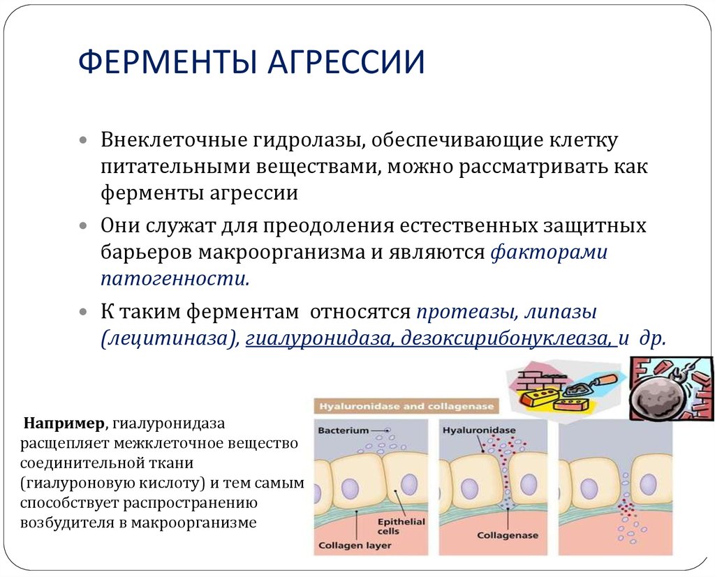 Внеклеточные организмы. Роль бактериальных ферментов агрессии. Ферменты защиты микробиология. Бактерии выделяющие ферменты агрессии. Ферменты агрессии микробиология.