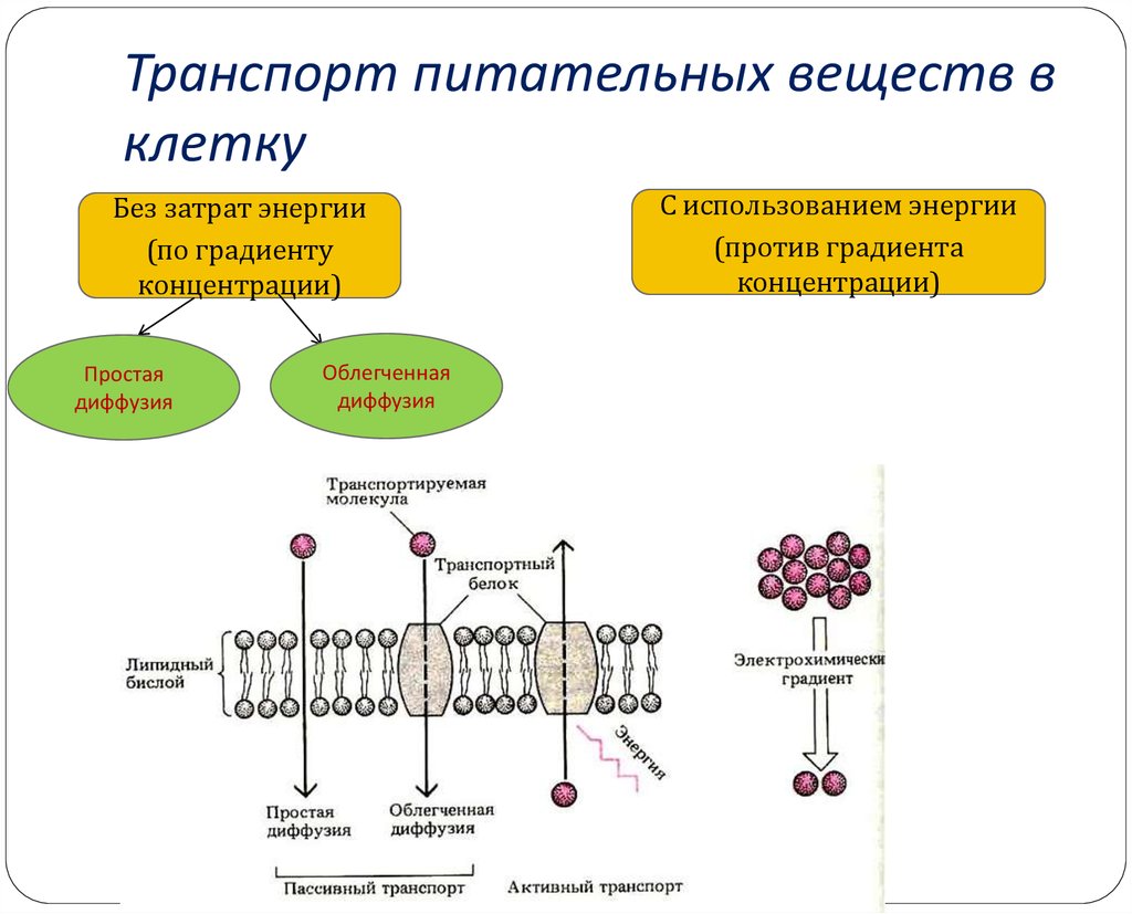 Питательная клетка. Механизмы транспорта питательных веществ в бактериальную клетку. Механизмы поступления питательных веществ в бактериальную клетку. Механизм поступления веществ в клетки микроорганизмов. Схема поступления питательных веществ в микробную клетку.