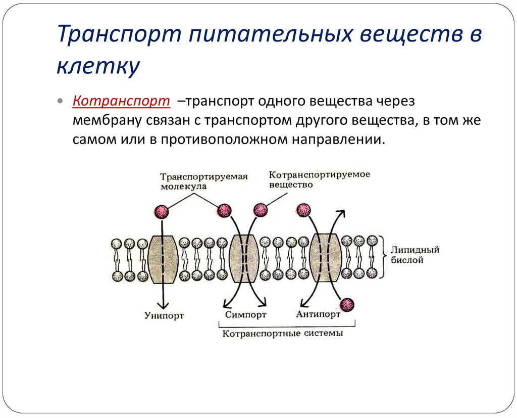 Наличие ферментов в клетках