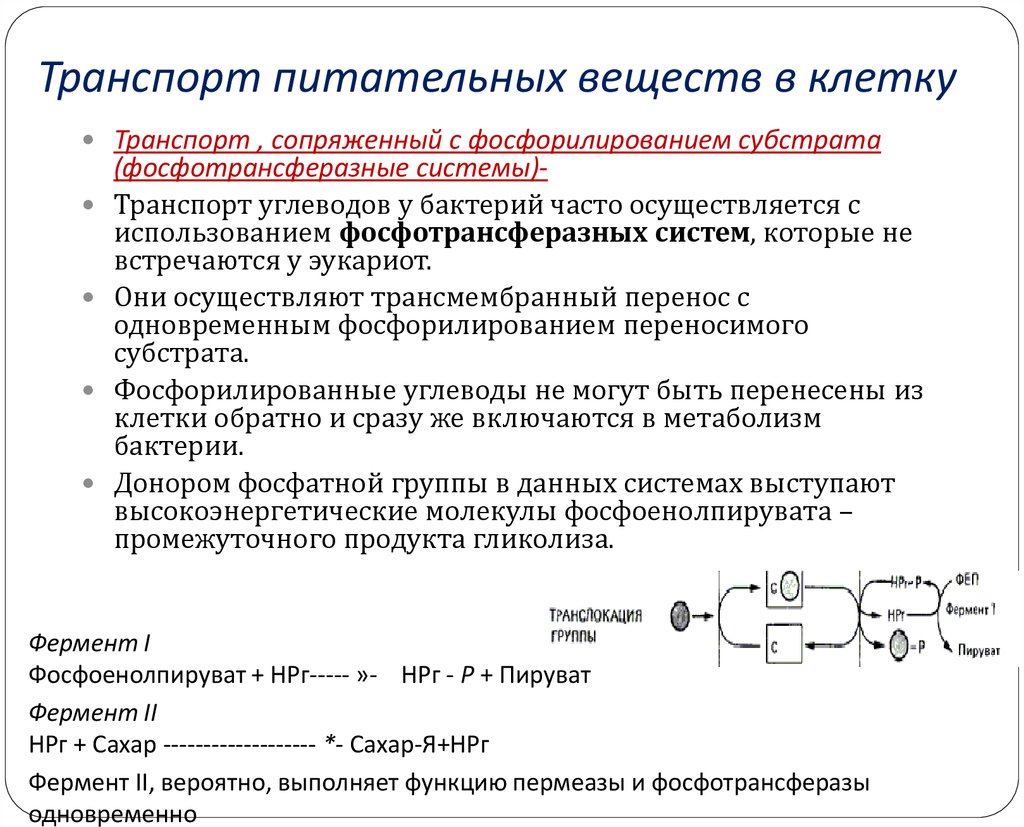 Транспорт питательных веществ бактерий. Механизмы транспорта веществ в бактериальную клетку. Механизмы транспорта питательных веществ у бактерий. Транспорт питательных веществ в клетку. Транспорт питательных веществ в бактериальную клетку.