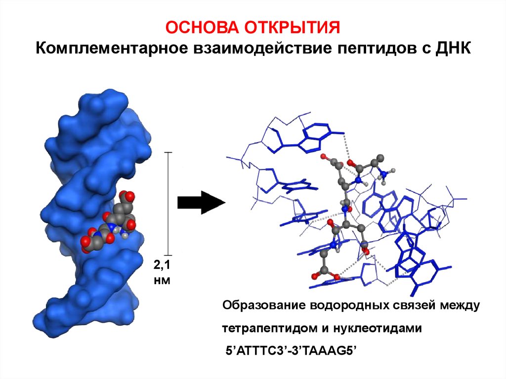 На основе открытых. ДНК пептид. Пептидная связь в ДНК. Взаимодействие пептидов. Водородные и пептидные связи в ДНК.