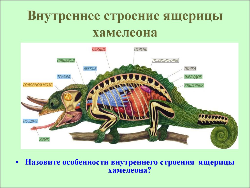 Печень ящерицы. Внутреннее строение ящерицы. Внутреннее строение пресмыкающихся. Строение хамелеона. Внешнее строение хамелеона.