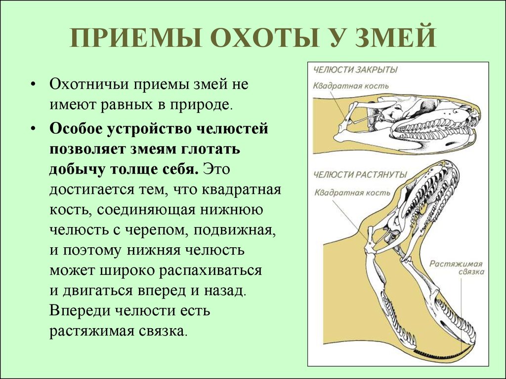 Особенности строения змеи. Гадюка строение челюсти. Строение нижней челюсти змеи. Строение челюсти змеи. Анатомия челюсти змеи.