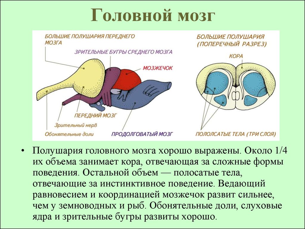 Схема строения головного мозга ящерицы 7 класс