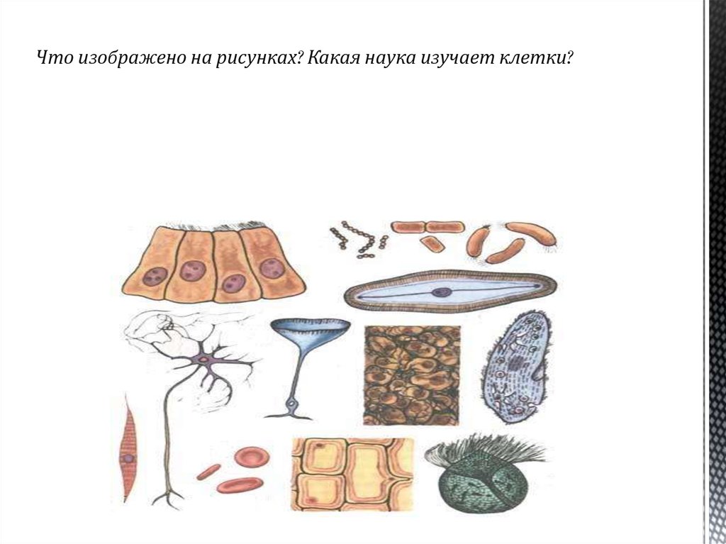 Какие клетки изображены на рисунке. Что изображено на рисунке?. Доказать что клетка Живая. Как доказать что клетка Живая. На рисунке изображена клетка.