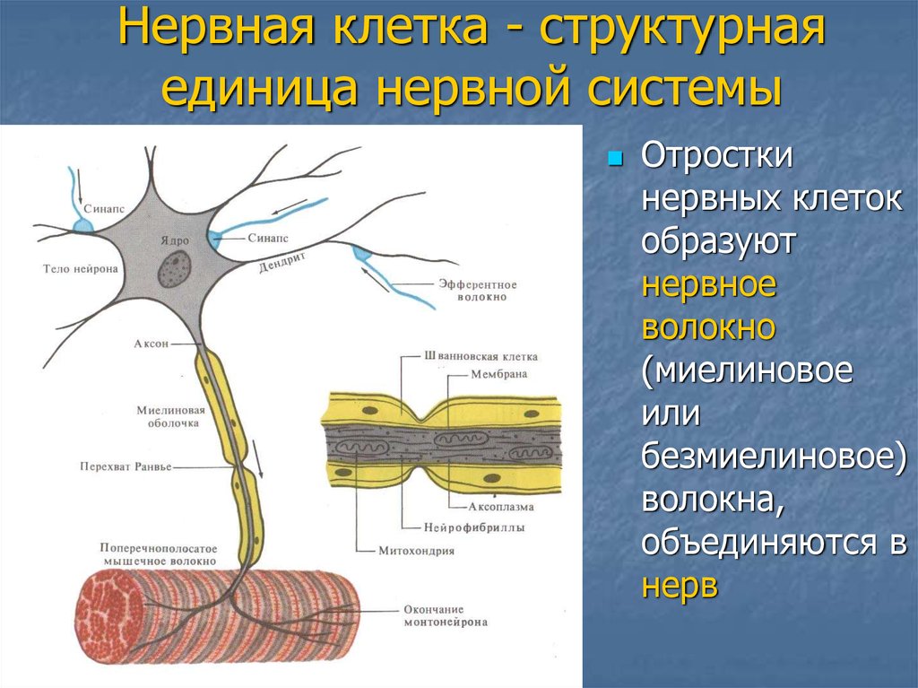 Основная клетка нервной системы. Строение нерва миелиновая оболочка. Миелиновые волокна физиология. Нервные волокна ПНС. Нервные клетки и нервные волокна.