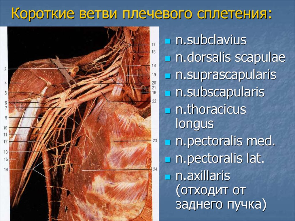 Пучки плечевого сплетения. Короткие ветви плечевого сплетения. Короткие нервы плечевого сплетения. Плечевое сплетение n dorsalis scapulae. Короткие и длинные ветви плечевого сплетения.