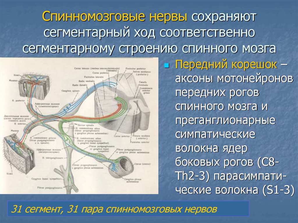 Двигательный центр спинного мозга. Схема образования спинного нерва. Строение спинномозгового нерва. Структуры спинномозговых нервов. Спинномозговые нервы анатомия строение.
