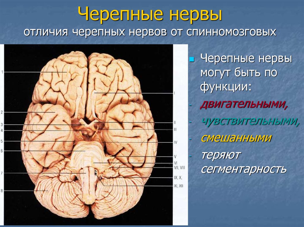 Черепные нервы являются. Черепно-мозговые нервы 12. Черепные и спинномозговые нервы. Нервы черепных нервов. Периферические Черепные нервы.