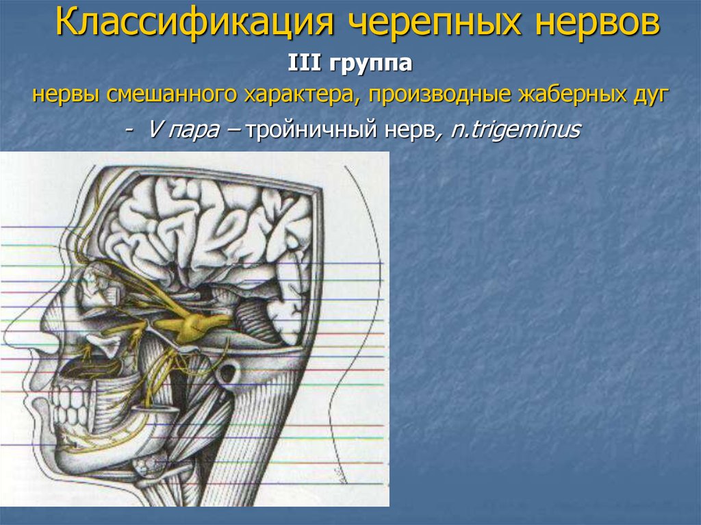 Три черепных нерва. Тройничный нерв (n. trigeminus). V пара черепных нервов – n. trigeminus – тройничный нерв. 3 Пара черепных нервов анатомия. III пары черепных нервов.