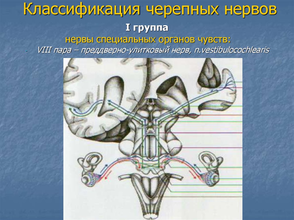 8 пара. 8 Пара преддверно улитковый нерв. 8 Пара преддверно-улитковый черепных нервов путь. 8 Пара черепных нервов анатомия схема. VIII пара черепных нервов – преддверно-улитковый нерв.