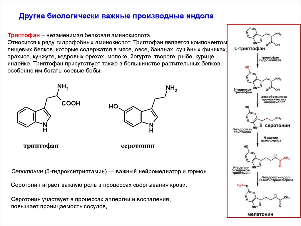 Функции серотонина. Триптофан производное индола. Триптофан биологически активные производные. Синтез триптофана из индола. Триптофан аминокислота биологическая роль.