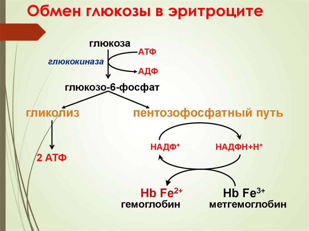 Атф и надф н. Пентозофосфатный путь метаболизма Глюкозы. Пентозофосфатный путь и цикл. Пентозофосфатный путь биохимия цикл. Пентозофосфатный путь биохимия схема.
