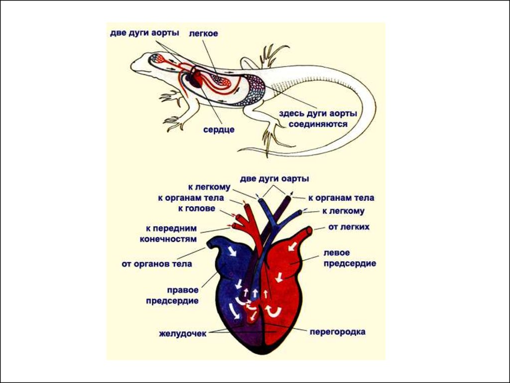 У черепахи четырехкамерное сердце. Круги кровообращения пресмыкающихся схема. Круги кровообращения рептилий схема. Кровеносная система рептилий схема. Кровеносная система рептилий 7 класс биология.