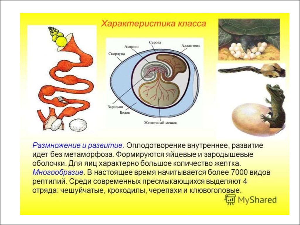 Черепахи внутреннее оплодотворение. Зародышевые оболочки яйца рептилий. Строение яйца пресмыкающихся. Внутреннее оплодотворение характерно для. Строение яйца рептилий.