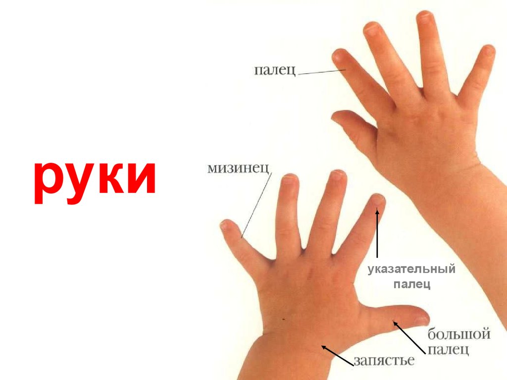 Где находится запястье руки у человека фото. Названтя честец на руке. Название частей руки. Части руки человека названия. Части тело ладони для детей.