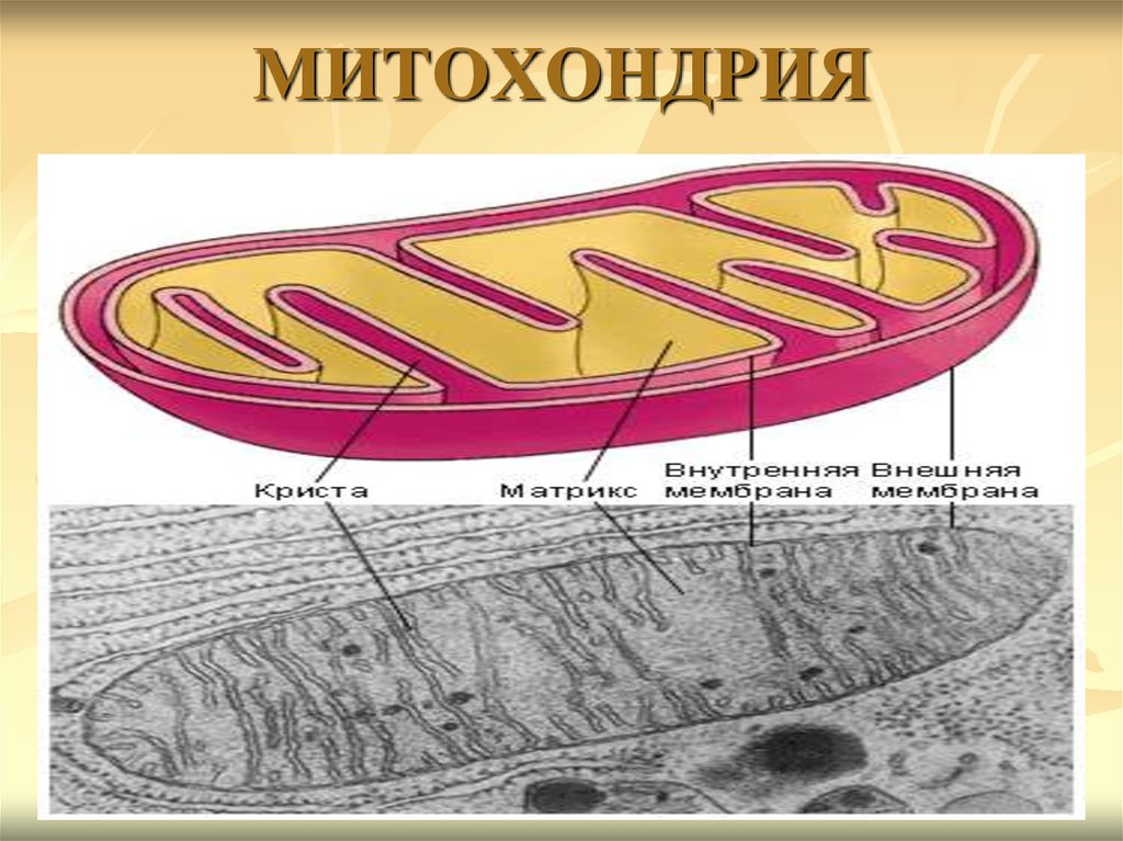 Внутреннее строение митохондрии. Митохондрии строение органоида. Органоиды клетки митохондрии. Строение митохондрии клетки. Строма митохондрии.