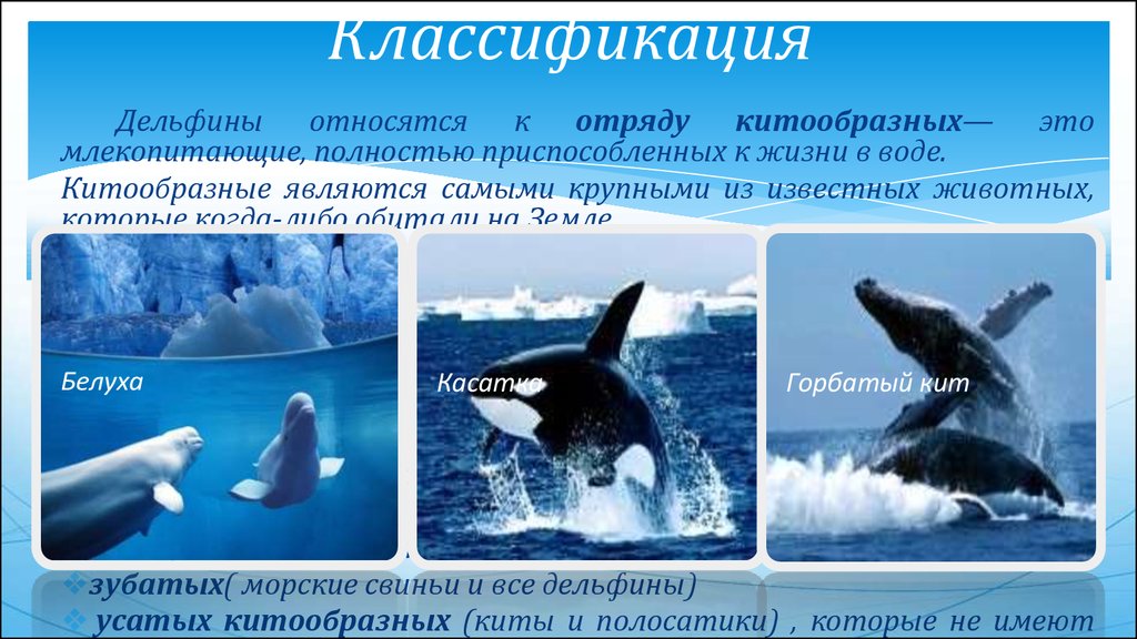 Кит относится к группе. Дельфин белобочка классификация. Дельфин систематика. Классификация китообразных. К отряду китообразные относятся:.