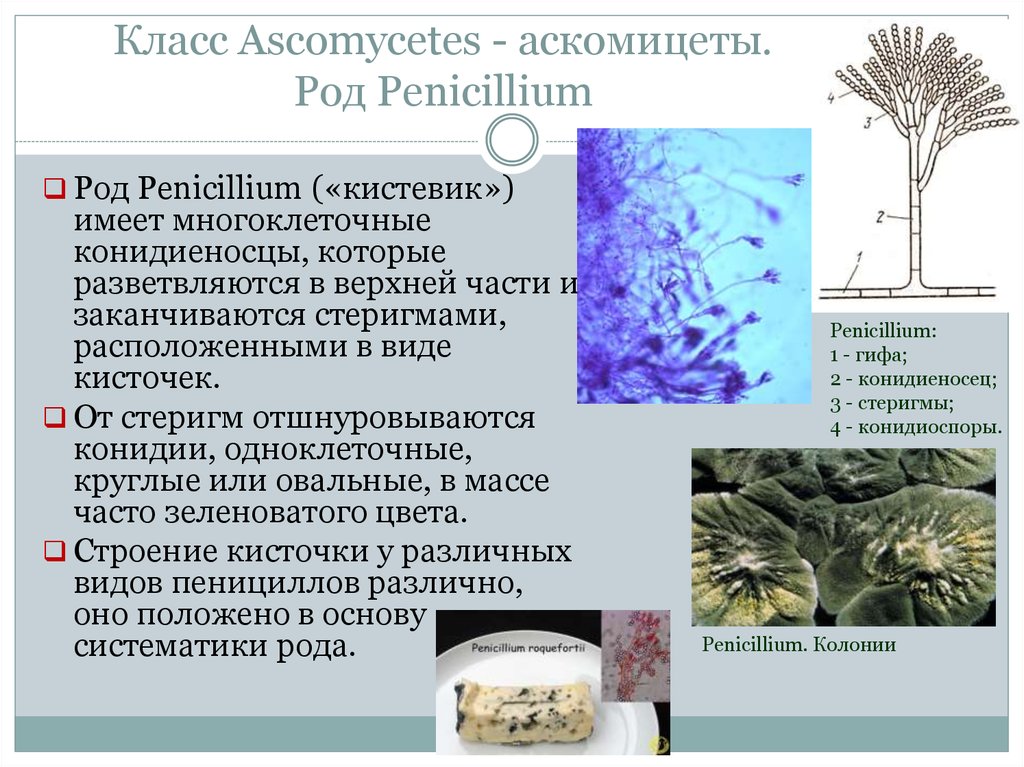 Микроскопические грибы презентация