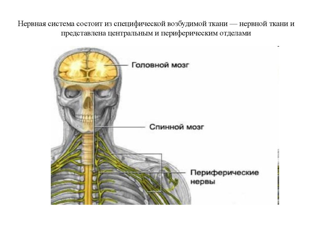 2 нервные системы человека. Организм человека нервная система. Головной мозг спинной мозг нервы. Нервная система управляет. Нервная система органы и функции.