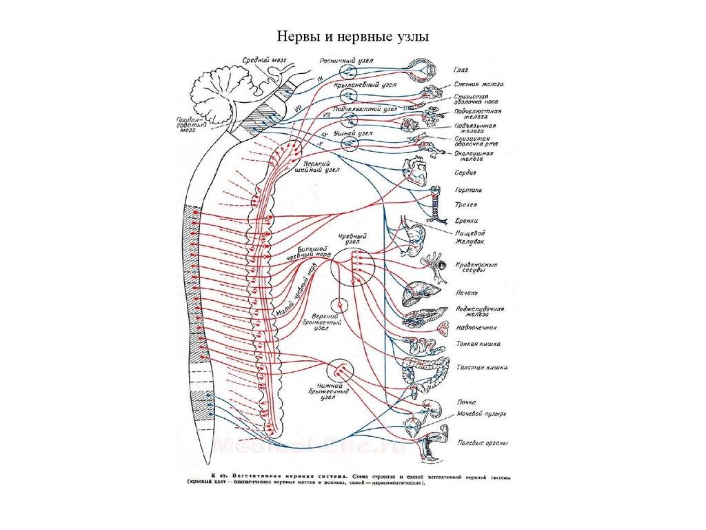 Нервный узел где. Нервные узлы анатомия. Нервы и нервные узлы. Нервные узлы человека схема. Что такое нерв и нервный узел.