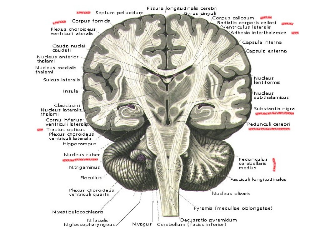 Воспаление серого вещества мозга латынь. Горизонтальный срез головного мозга схема. Поперечный разрез головного мозга анатомия. Горизонтальный срез больших полушарий.