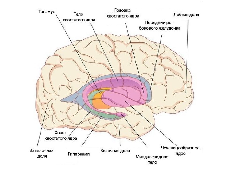 Ядра мозга образованный. Базальные ядра мозга миндалевидное тело. Головка хвостатого ядра анатомия. Головка хвостатого ядра головного мозга. Головка тело и хвост хвостатого ядра.