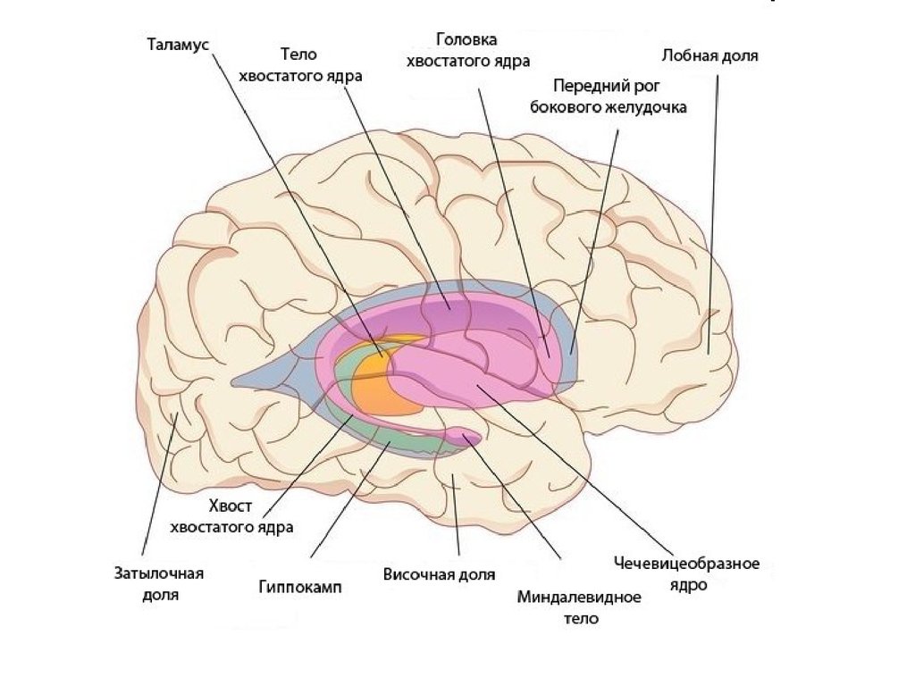 Ядро мозга. Головка хвостатого ядра головного мозга. Анатомия головного мозга хвостатое ядро. Полосатое ядро головного мозга. Головка хвостатого ядра анатомия.