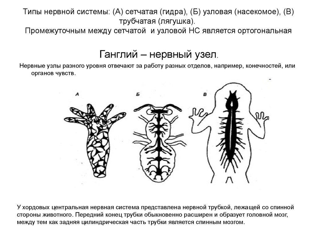 Виды нервной. Типы нервной системы Узловая трубчатая. Типы нервной системы диффузная Узловая трубчатая. Тип нервной системы гидры. Сетчатая нервная система гидры.
