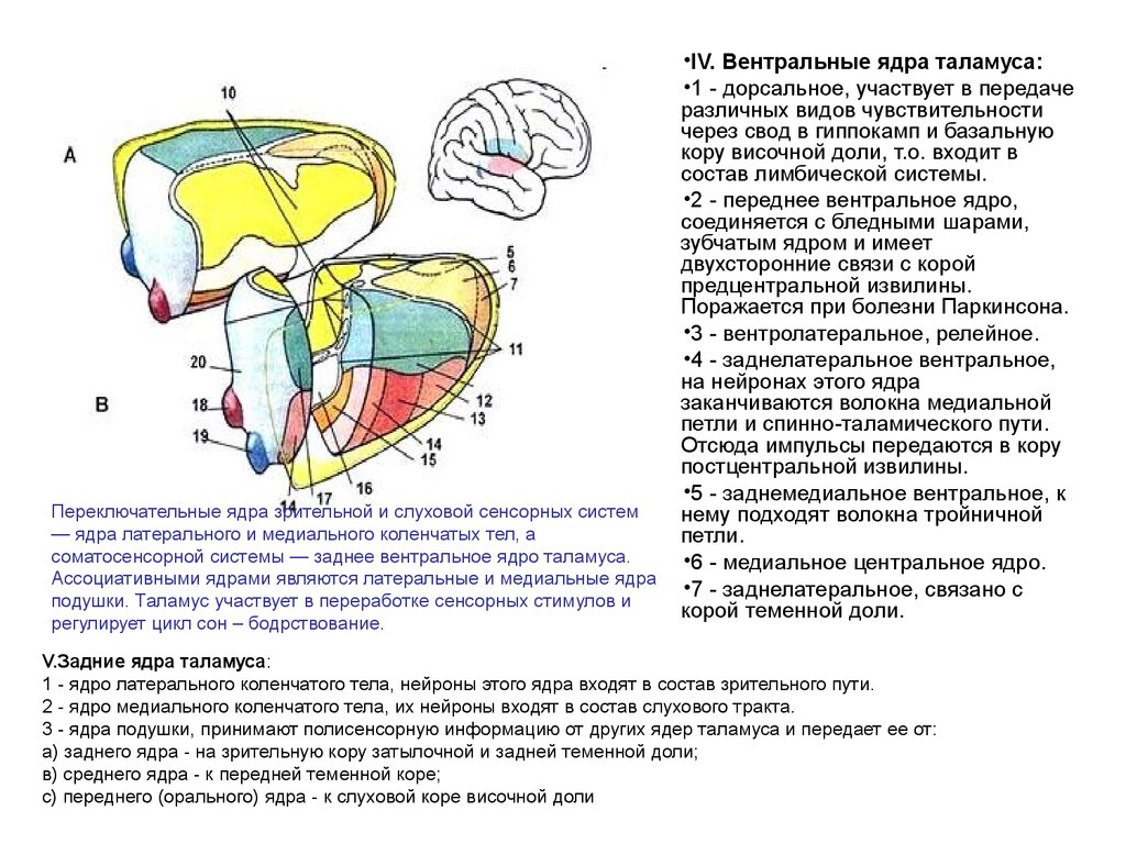 Вентральный и дорсальный. Заднее вентральное ядро таламуса. Дорсальные ядра таламуса. Ядра таламуса анатомия. Медиальное ядро подушки таламуса.