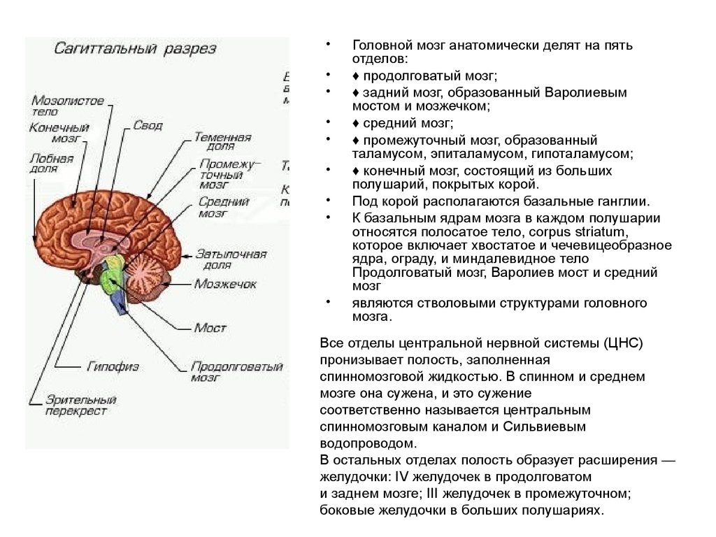 Продолговатый отдел мозга строение. Отделы мозга продолговатый задний средний промежуточный конечный. Структура головного мозг средний мозг. Отделы головного мозга мозжечок средний мозг. Строение задних отделов головного мозга» промежуточный мозг.