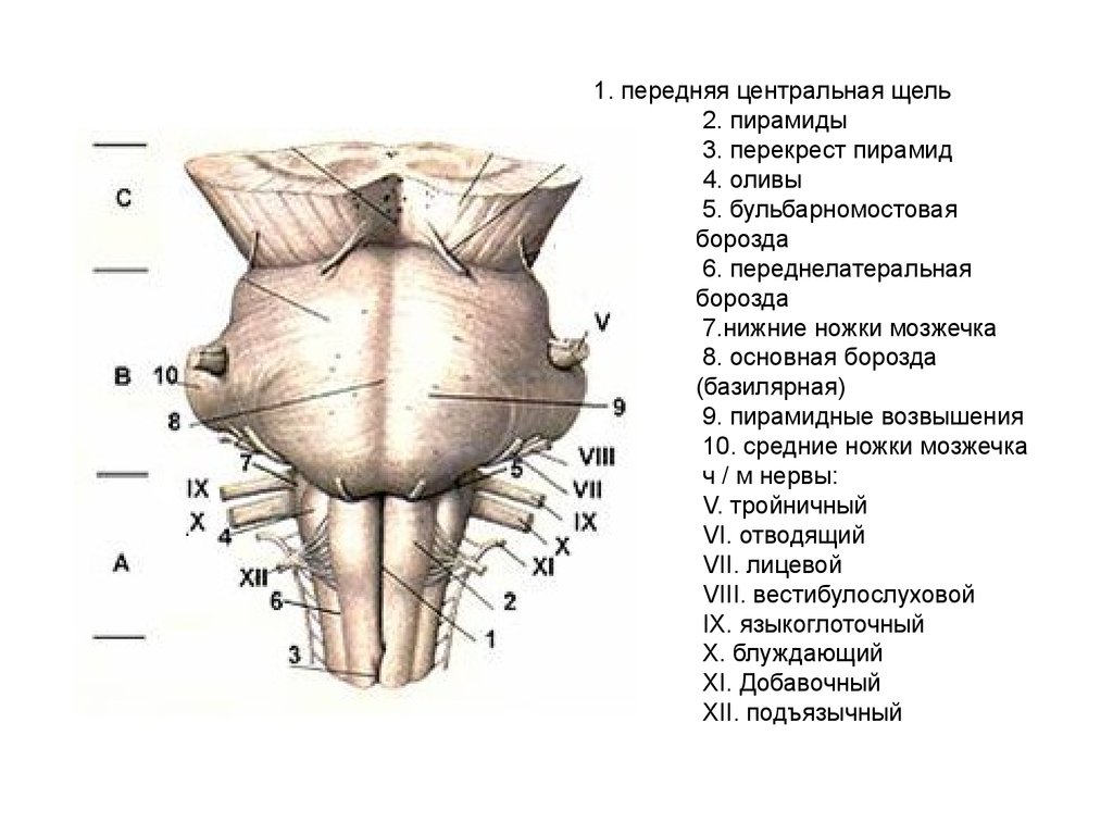 Переднюю. Перекрест пирамид продолговатого мозга. Продолговатый мозг пирамиды Перекрест пирамид. Строение продолговатого мозга: вентральная и дорсальная поверхность. Задняя срединная борозда продолговатого мозга.