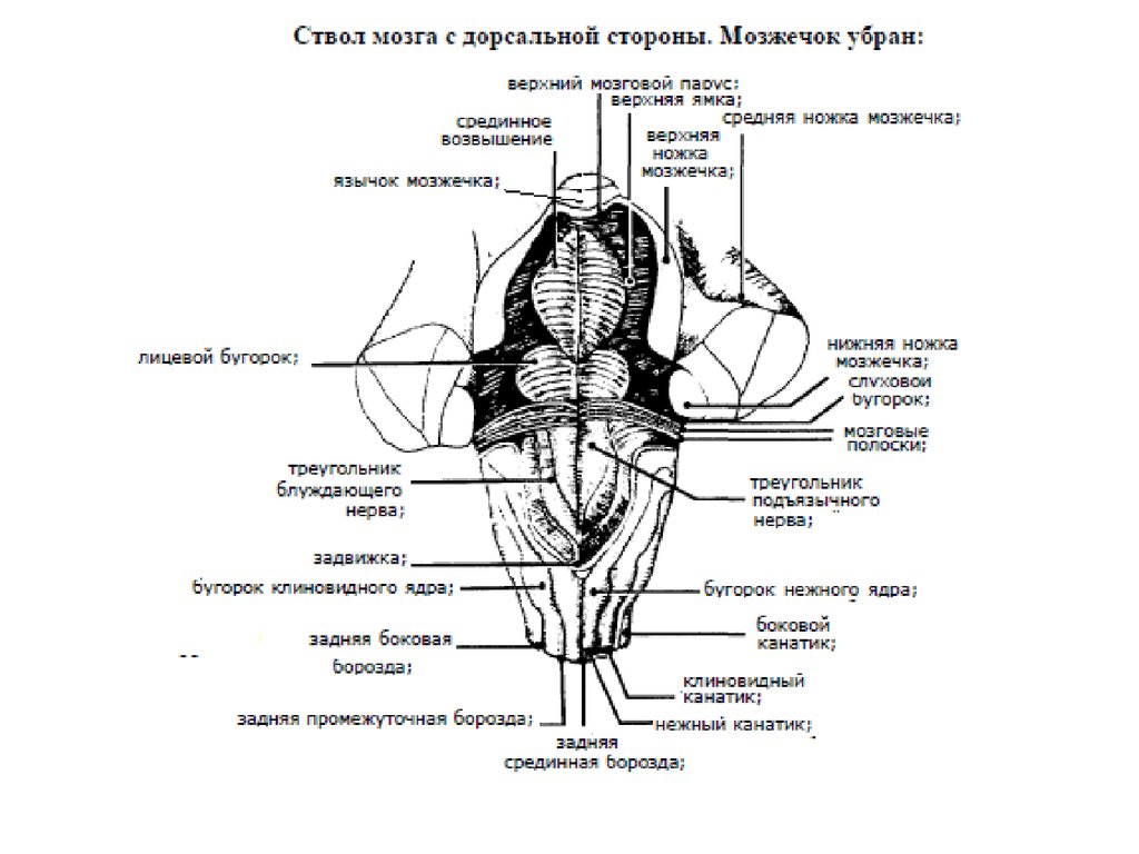 Ствол мозга это. Дорсальная поверхность ствола головного мозга. Дорсальная поверхность ствола головного мозга схема. . Ствол мозга с дорсальной стороны. Мозжечок убран:. Верхний мозговой Парус анатомия.