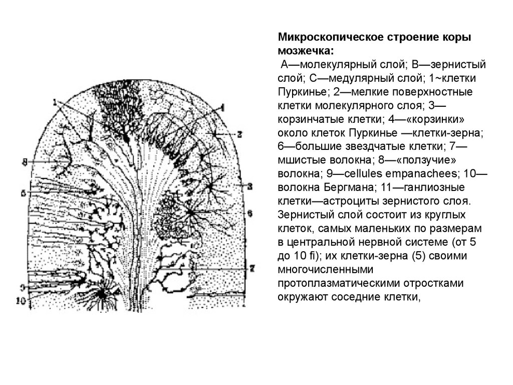 Строение коры. Строение коры мозжечка. Строение коры мозжечка таблица. Микроскопическое строение коры.. Микроскопическое строение коры мозжечка.