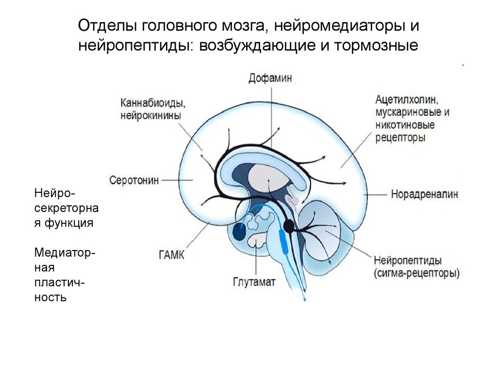 Система головного мозга. Основным тормозным медиатором в головном мозге является. Нейромедиаторы головного мозга. Нейротрансмиттеры головного мозга. Нейромедиаторные системы мозга.