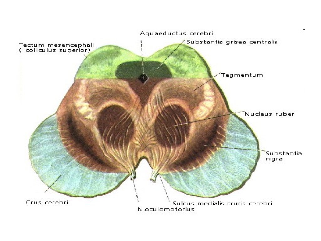 Средний мозг срез схема