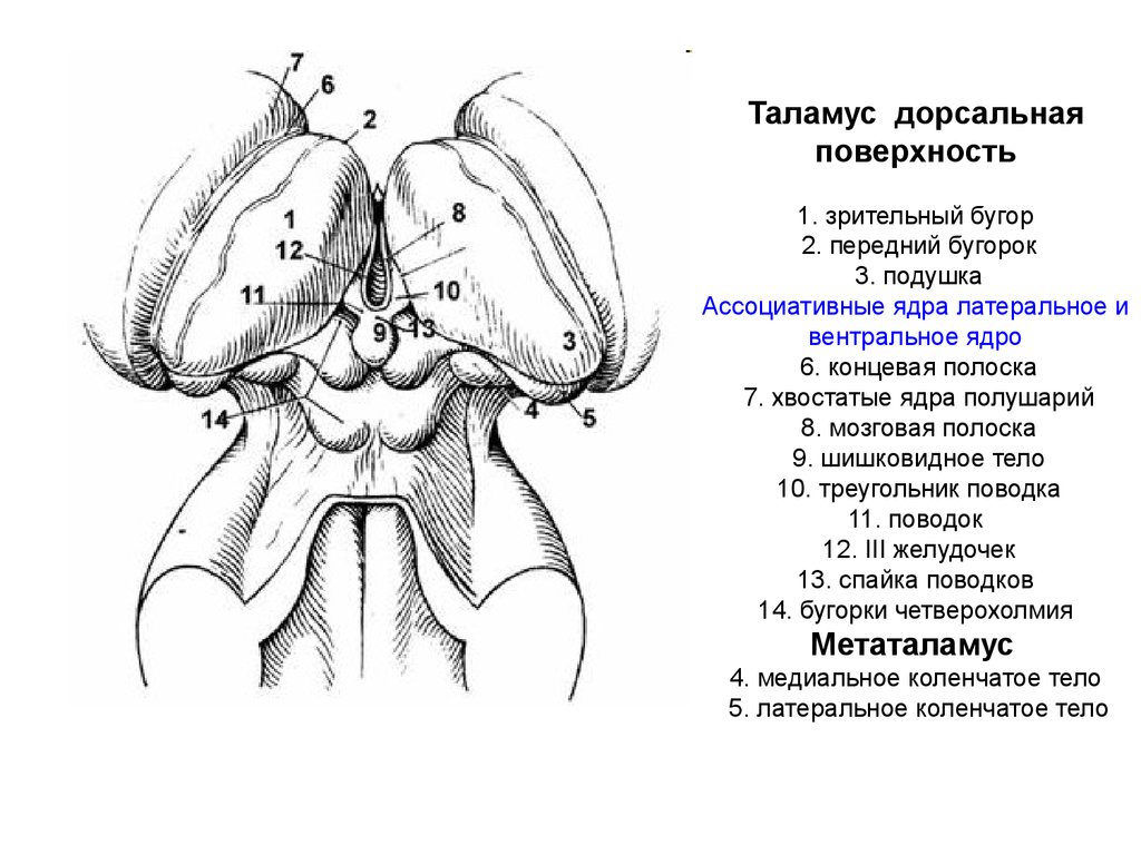 Дорсальная поверхность мозга. Внешнее строение таламуса. Анатомические структуры таламуса. Подушка зрительного бугра таламуса. Внешнее строение промежуточного мозга анатомия.
