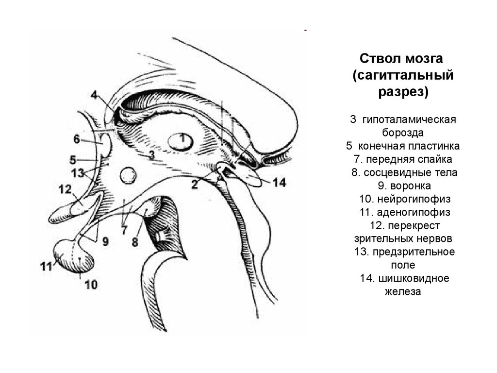 Спайка поводков. Ствол головного мозга Сагиттальный разрез. Промежуточный мозг Сагиттальный срез. Промежуточный мозг в разрезе анатомия. Промежуточный мозг и третий желудочек Сагиттальный разрез.