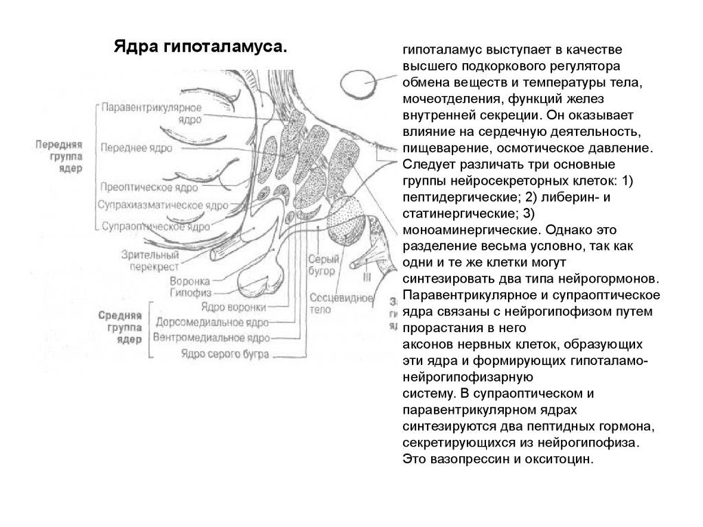 Функции гипоталамуса. Супраоптическое ядро расположено. Гипоталамус строение таблица. Гипоталамус анатомия строение. Ядра гипоталамуса таблица.