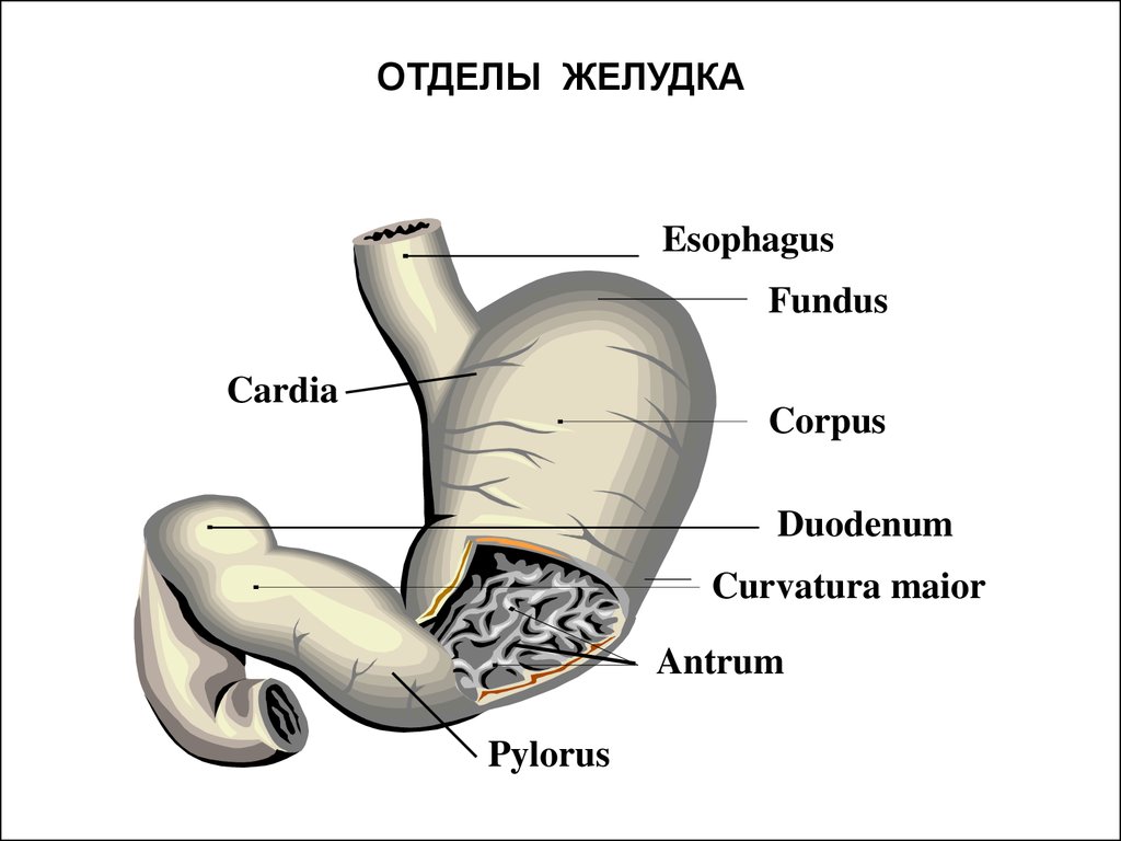 Антральная часть желудка. Анатомия желудка антрум. Строение желудка антрум. Перечислите отделы желудка. Antrum анатомия желудка.