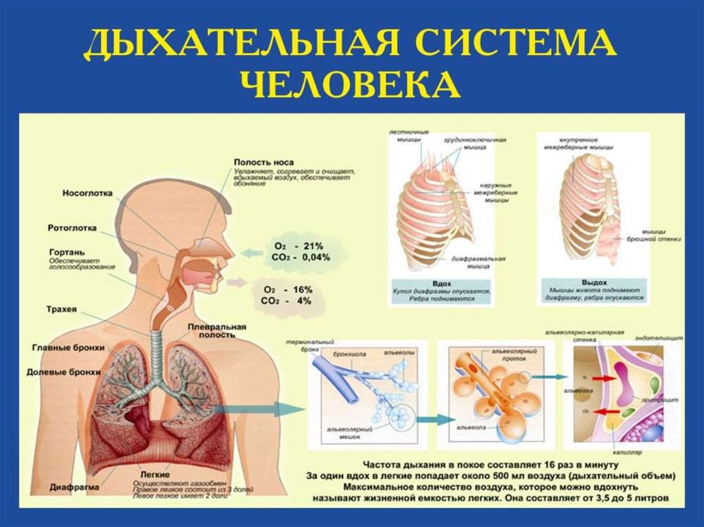 Соотнесите изображение органа дыхания с представителем класса. Строение системы органов дыхания человека. Работа дыхательной системы схема. Система органов дыхания человека схема. Отделы дыхательной системы схема.