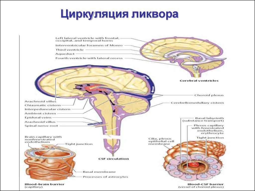 Ликвор. Пути оттока ликвора схема. Циркуляция спинномозговой жидкости анатомия схема. Циркуляция ликвора в головном мозге схема. Ток ликвора схема.