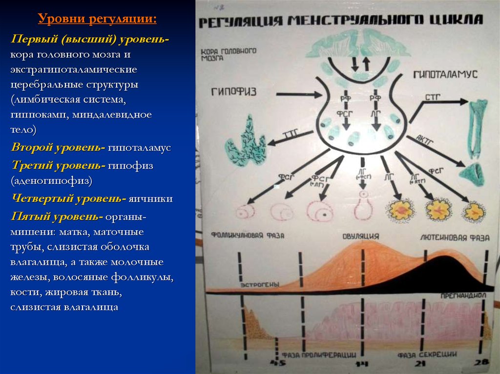 Презентация на тему менструационный цикл и регуляция